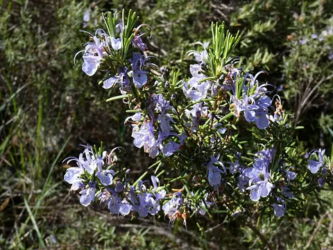 rosemary: a shrub, Salvia rosmarinus (formerly Rosmarinus officinalis), that originates from Europe and Asia...