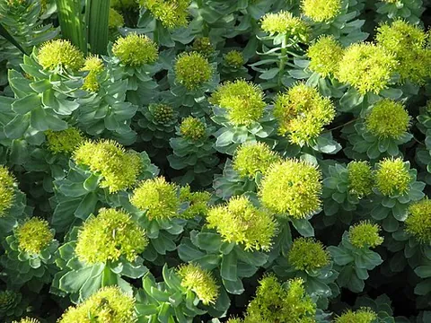 rosewort: any of species Rhodiola rosea of roseroots