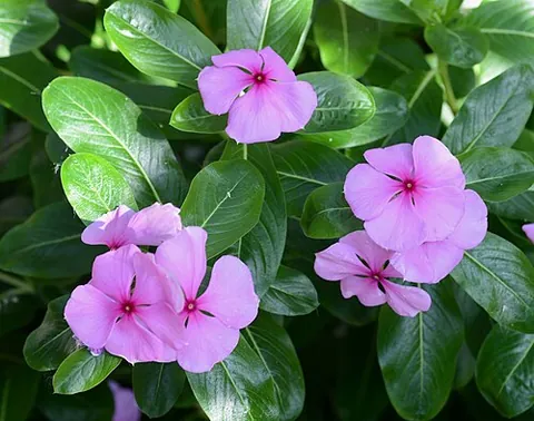 rosy periwinkle: catharanthus roseus, a plant native and endemic to Madagascar