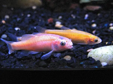 rosy-red minnow: a strain of the fathead minnow (Pimephales promelas)