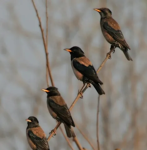 rosy starling: pastor roseus, a passerine bird in the starling family Sturnidae, of much of Eurasia
