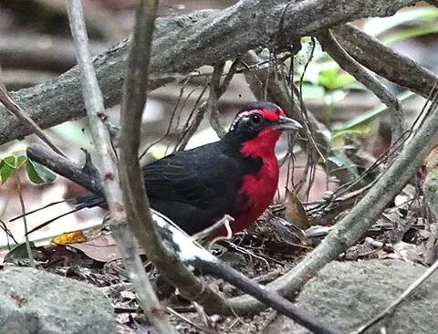 rosy thrush-tanager: a bird of the species Rhodinocichla rosea