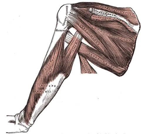rotator cuff: a set of four smaller muscles in the shoulder responsible for rotating the humerus (upper arm bone)