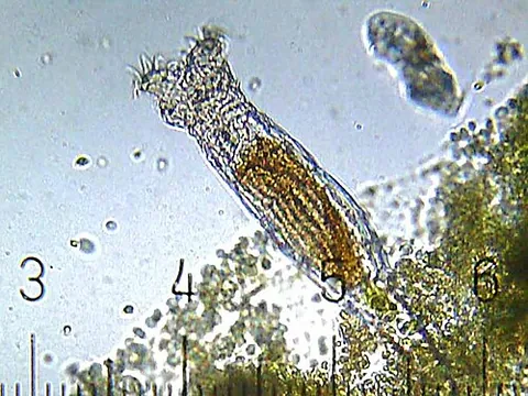 rotifer: any of many minute aquatic multicellular organisms, of the phylum Rotifera, that have a ring of...