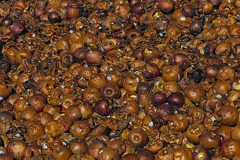 rotten: of perishable items, overridden with bacteria and other infectious agents