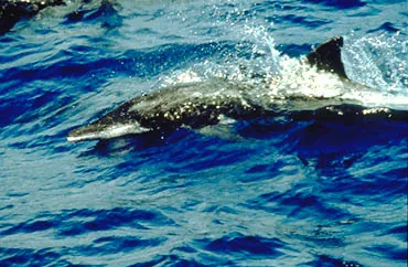 rough-toothed dolphin: an oceanic dolphin of the species Steno bredanensis