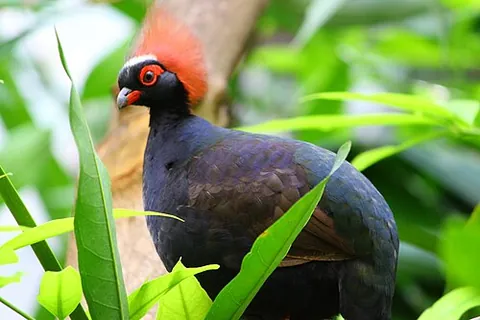 roulroul: a gamebird in the pheasant family, the crested partridge (Rollulus rouloul)