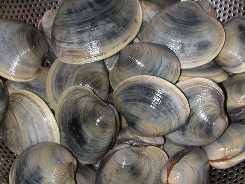 round clam: synonym of hard clam