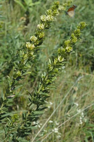 round-headed bush clover: lespedeza capitata, a tall, deep-rooting perennial herb native to eastern North America