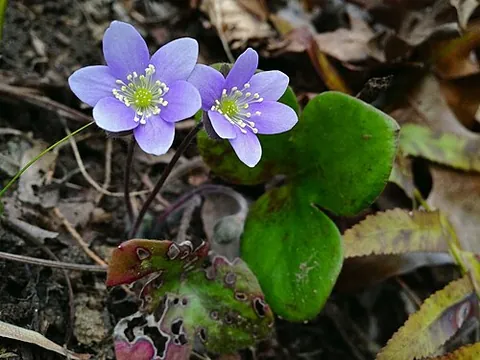 round-lobed hepatica: a plant of the variety Hepatica nobilis var. obtusa