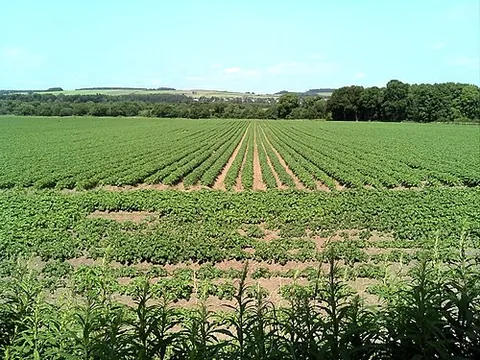 row crop: a crop grown in rows; especially, a truck crop thus grown
