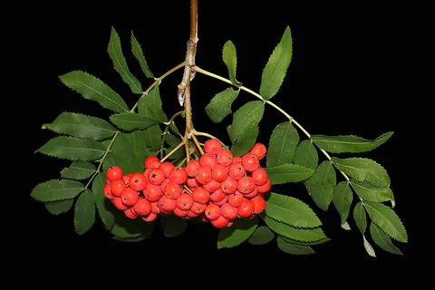 rowan: sorbus aucuparia, the European rowan