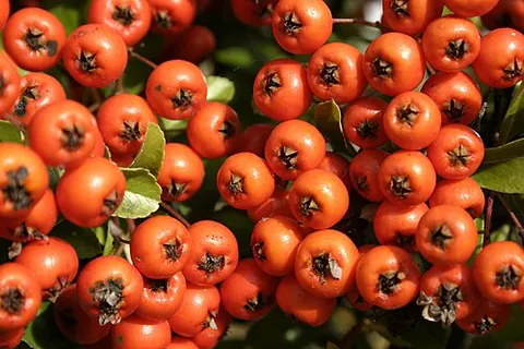 rowanberry: the small spherical fruits of the rowan or European rowan (Sorbus aucuparia), a species of rowan...