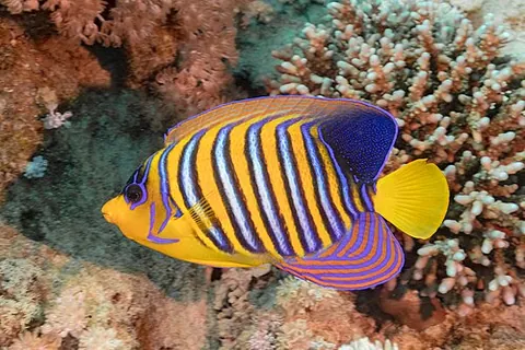 royal angelfish: a fish, Pygoplites diacanthus