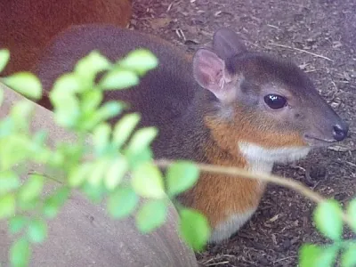 royal antelope: any member of the species Neotragus pygmaeus of antelopes of west Africa, that are the smallest...