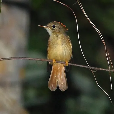 royal flycatcher: any bird of the genus Onychorhynchus