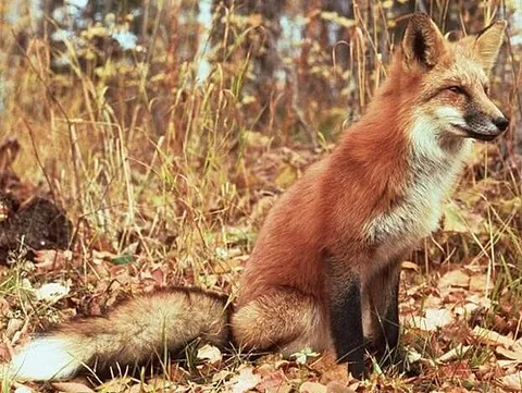 royal fox: vulpes vulpes regalis, the Nothern Plains Fox