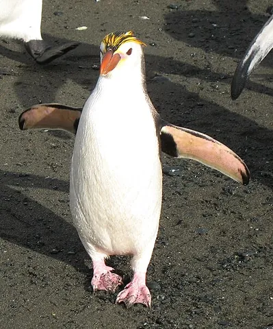 royal penguin: a species of white-faced penguin, Eudyptes schlegeli, which breed on Macquarie Island, in the...