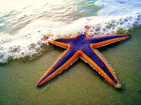 royal starfish: a West Atlantic starfish (Astropecten articulatus), characterised by a purple central region,...