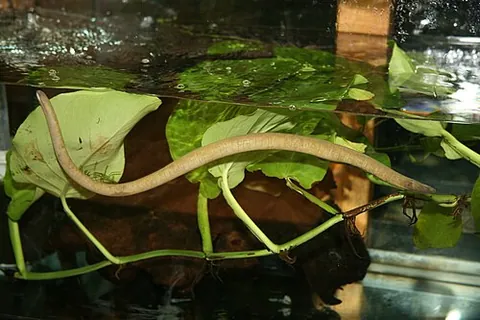 rubber eel: a species of aquatic caecilian, Typhlonectes natans, found in Colombia, Venezuela, and possibly...