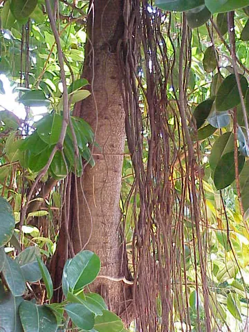 rubber plant: ficus elastica, a tropical tree used as a houseplant, native to Asia