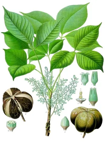 rubber tree: a tropical South American tree of species Hevea brasiliensis, the principal source of natural rubber