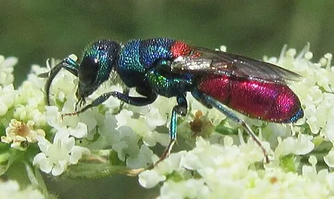 rubytail: a European wasp, Chrysis ignita, with a bright red underside of the abdomen