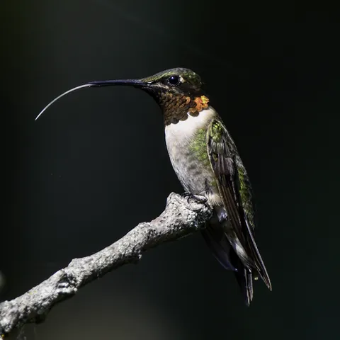 rubythroat: a ruby-throated hummingbird (Archilochus colubris)