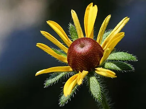 rudbeckia: any member of the genus Rudbeckia of coneflowers