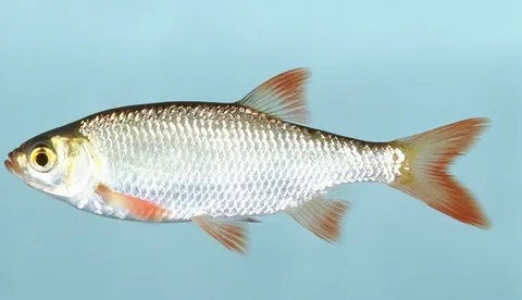 rudd: any species of the freshwater game fishes of genus Scardinius