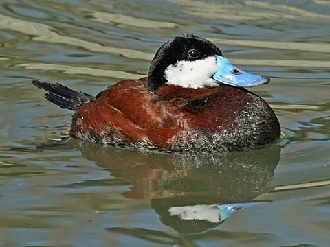 ruddy duck: oxyura jamaicensis, a small stifftail duck, the male of which has a rust-coloured body