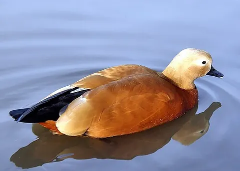 ruddy shelduck: a migratory duck, Tadorna ferruginea
