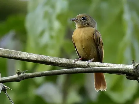 ruddy-tailed flycatcher: a bird of the species Terenotriccus erythrurus