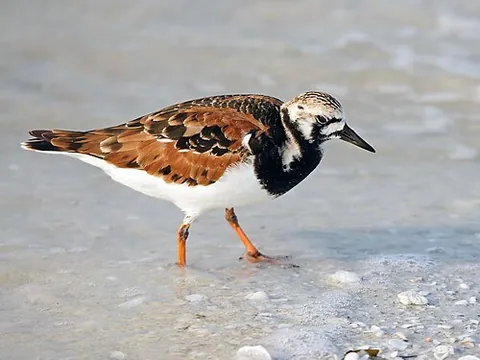 ruddy turnstone: a stout short-billed wading bird in the wader family of Scolopacidae; Arenaria interpres