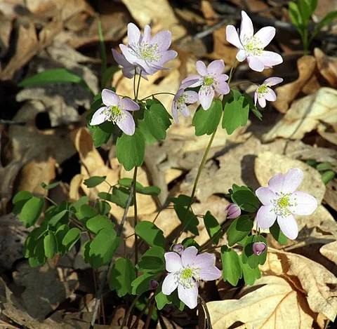 rue anemone: any of species Thalictrum thalictroides of perennial herbs, native to woodlands in eastern North...
