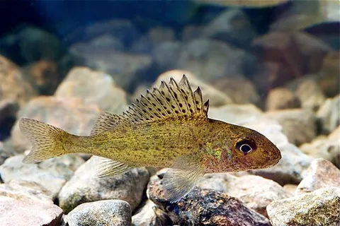 ruffe: gymnocephalus cernua, a small Eurasian freshwater fish