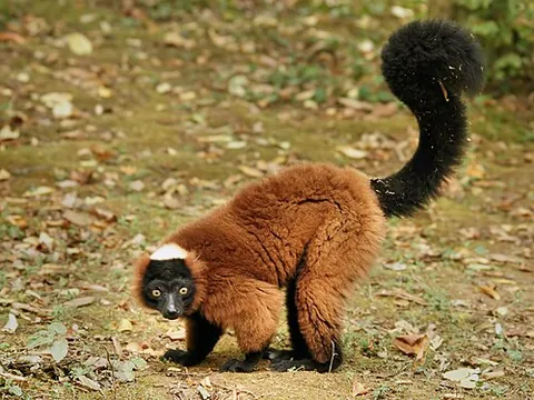 ruffed lemur: any of several nocturnal lemurs of the genus Varecia, from Madagascar that have white ruffs around...