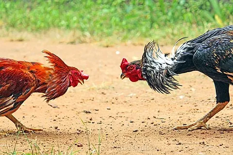 ruffle some feathers: to cause a disturbance; to arouse resentment, anger, or concern