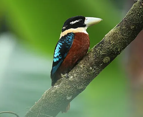 rufous-bellied kookaburra: a kookaburra of species Dacelo gaudichaud, of lowland New Guinea