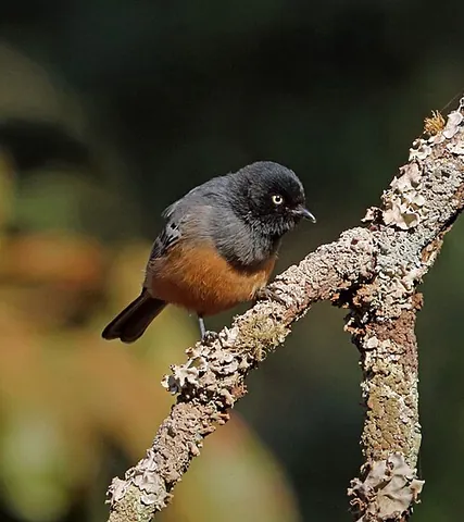 rufous-bellied tit: melaniparus rufiventris, a small bird of the tit family Paridae