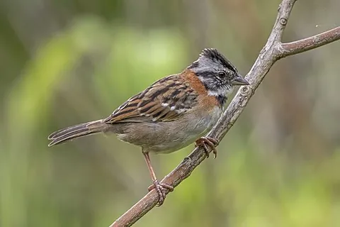 rufous-collared sparrow: zonotrichia capensis, a New World sparrow found in Latin America