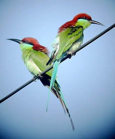 rufous-crowned bee-eater: merops americanus, a species of bee-eater endemic to the Phillipines