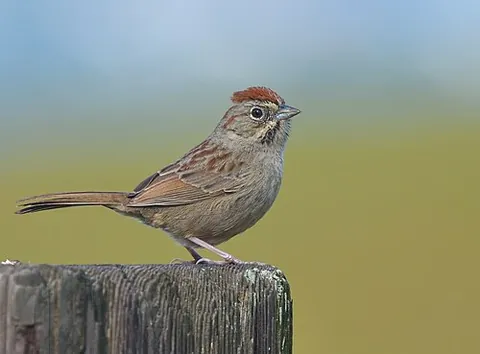 rufous-crowned sparrow: aimophila ruficeps, a species of New World sparrow