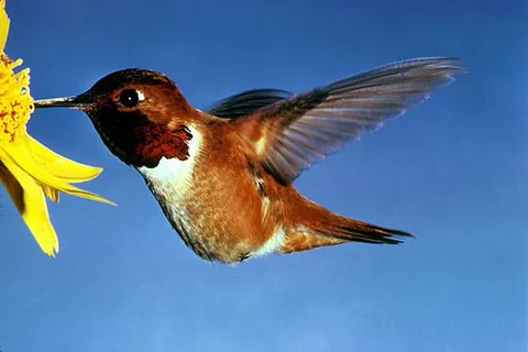rufous hummingbird: selasphorus rufus, a small hummingbird with a straight, slender bill