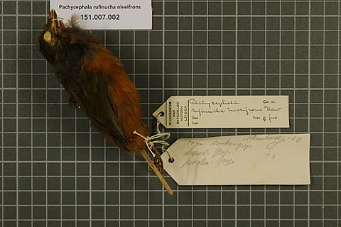 rufous-naped bellbird: any of species Aleadryas rufinucha of bellbirds