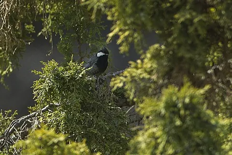 rufous-naped tit: periparus rufonuchalis, a small bird of the tit family Paridae