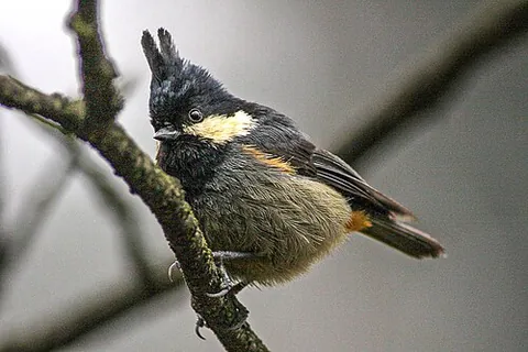 rufous-vented tit: periparus rubidiventris, a small bird of the tit family Paridae