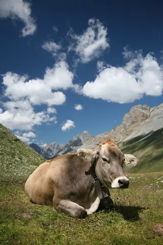 ruminate: to chew cud. (Said of ruminants.) Involves regurgitating partially digested food from the rumen