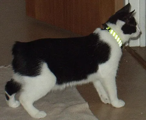 rumpy: a Manx cat with virtually no tail, particularly prized among Manx breeders