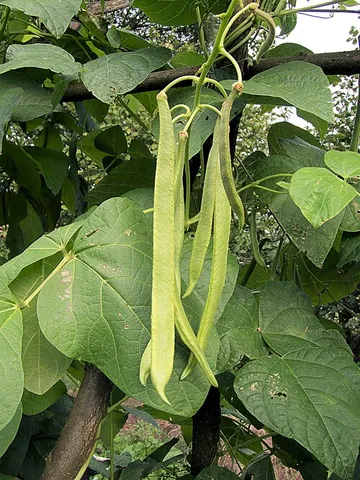 runner bean: a climbing plant of species Phaseolus coccineus, having long bean pods